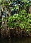 Caroni Swamp